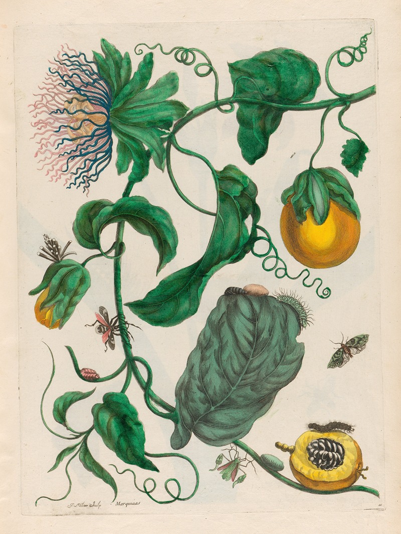 Maria Sibylla Merian - Marquiaas