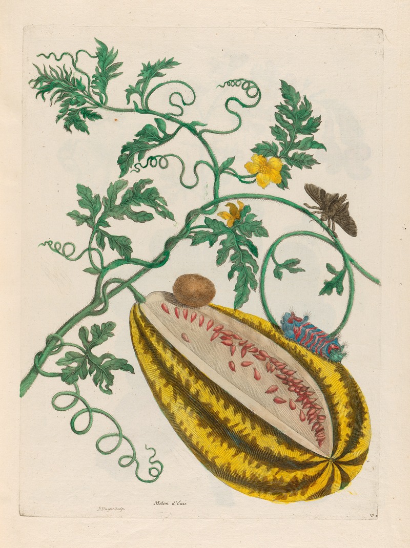 Maria Sibylla Merian - Melon d’Eau