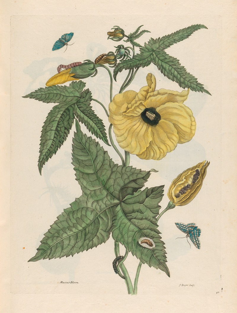 Maria Sibylla Merian - Muscus-Bloem