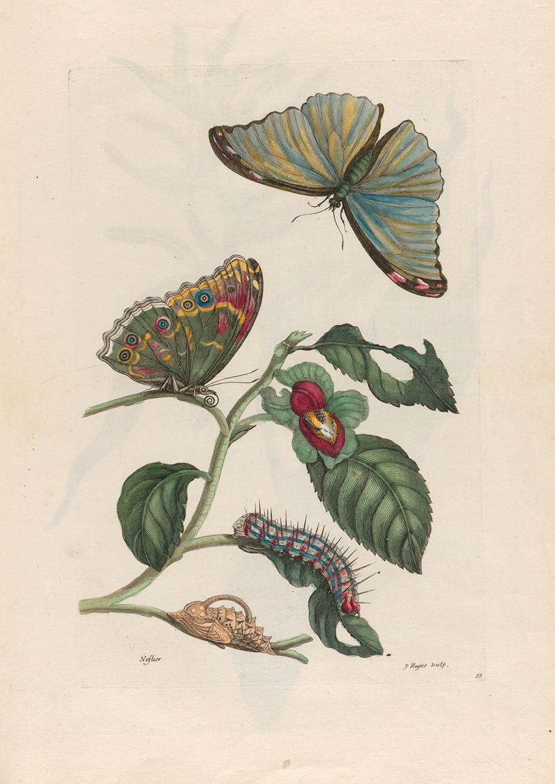 Maria Sibylla Merian - Neflier