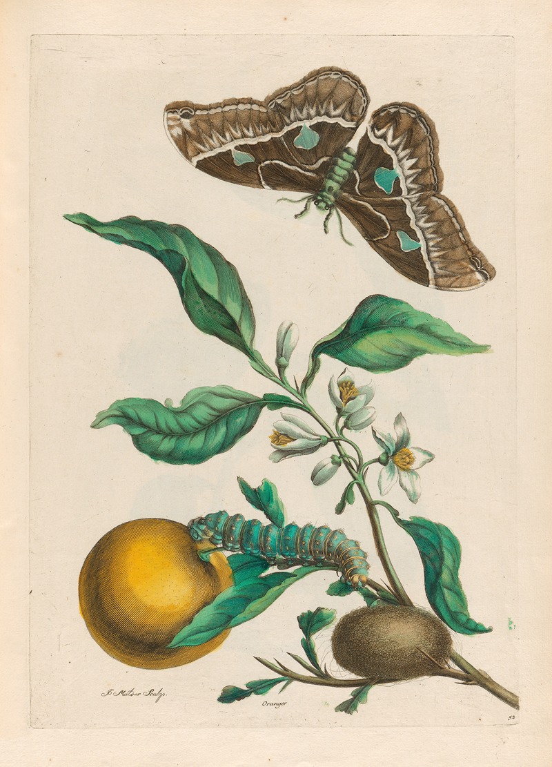 Maria Sibylla Merian - Oranger