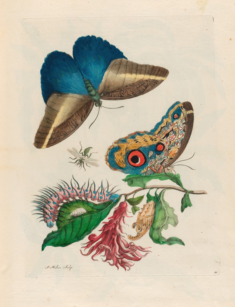 Maria Sibylla Merian - Pachystachys coccinea