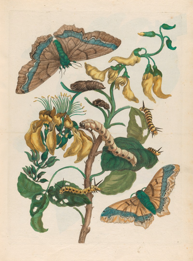 Maria Sibylla Merian - Pallisaden-boom