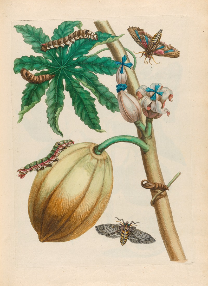 Maria Sibylla Merian - Papaya