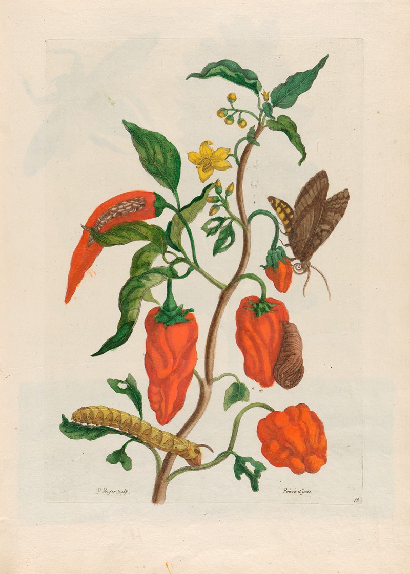 Maria Sibylla Merian - Poivre d’jnde