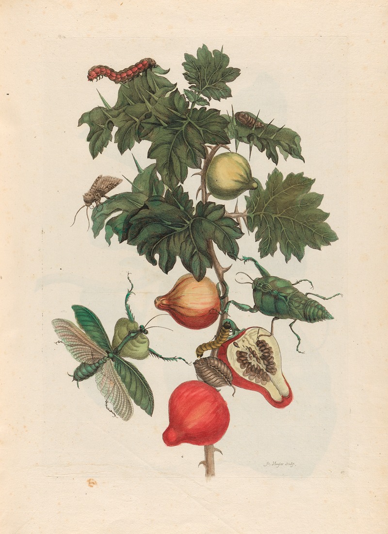 Maria Sibylla Merian - Pomme de Sodome