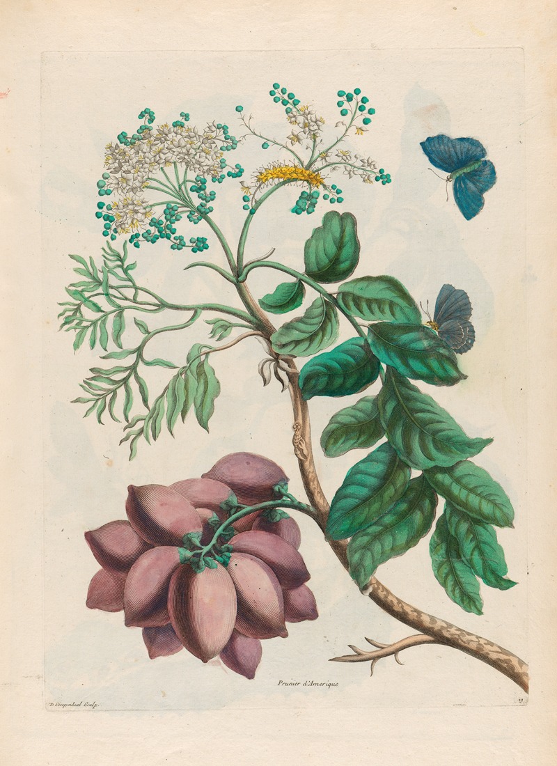 Maria Sibylla Merian - Prunier d’Amerique