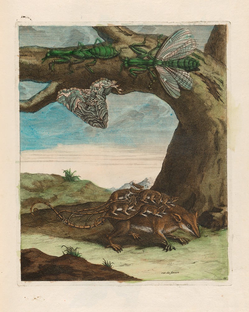 Maria Sibylla Merian - Rat de forest