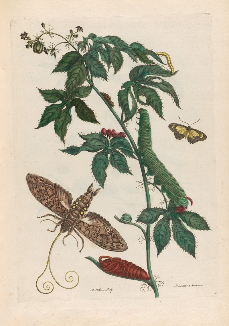 Maria Sibylla Merian - Ricinus d’Amerique