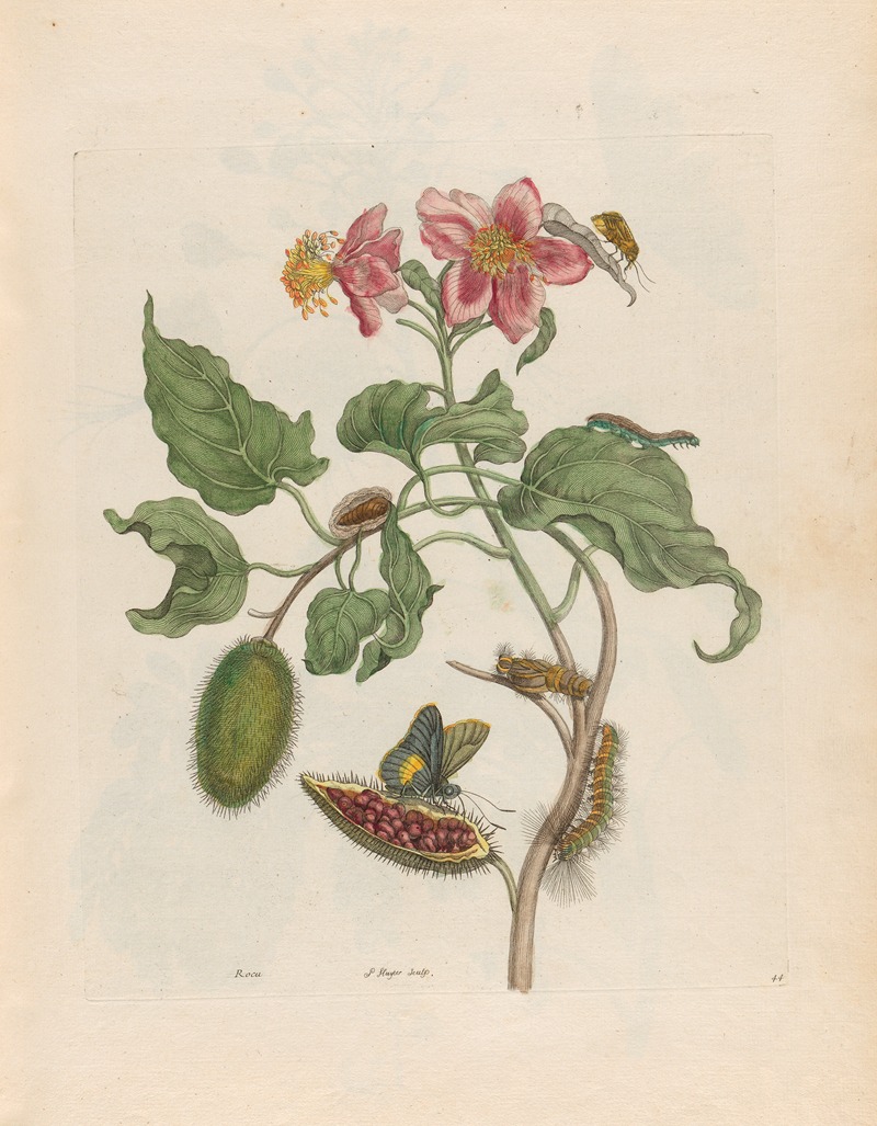 Maria Sibylla Merian - Rocu