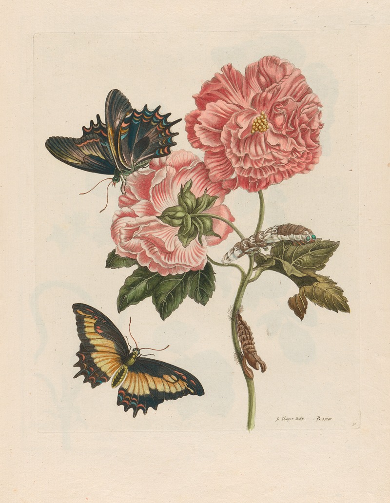 Maria Sibylla Merian - Rosier