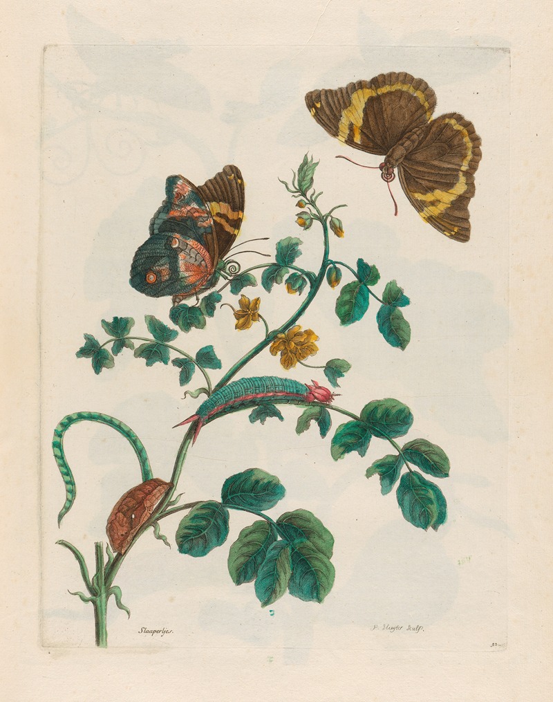 Maria Sibylla Merian - Slaaperljes