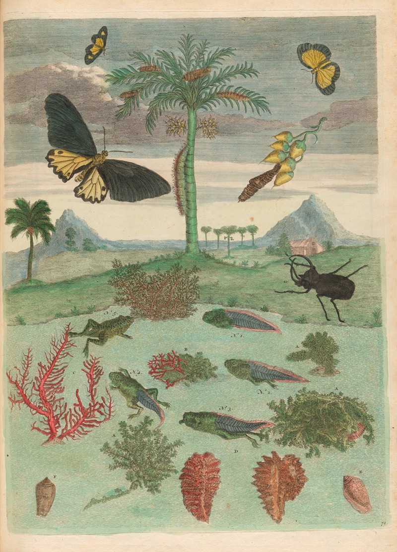 Maria Sibylla Merian - Stag beetle, Amphibians, and Palm trees