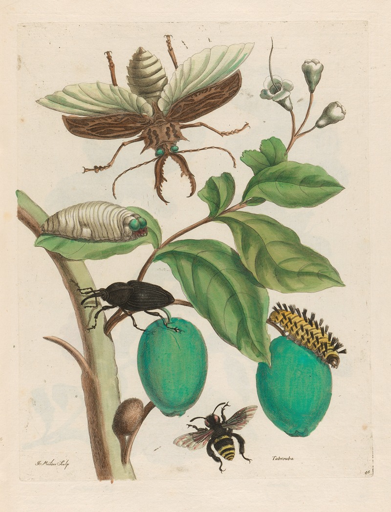 Maria Sibylla Merian - Tabrouba