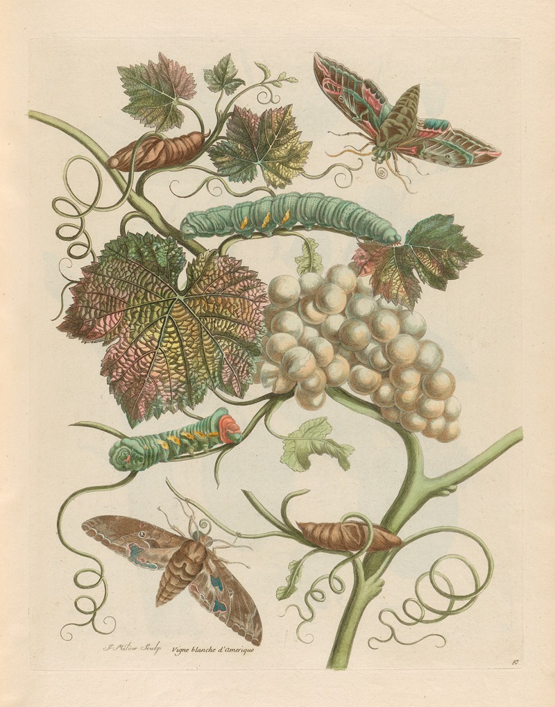 Maria Sibylla Merian - Vigne blanche d’Amerique