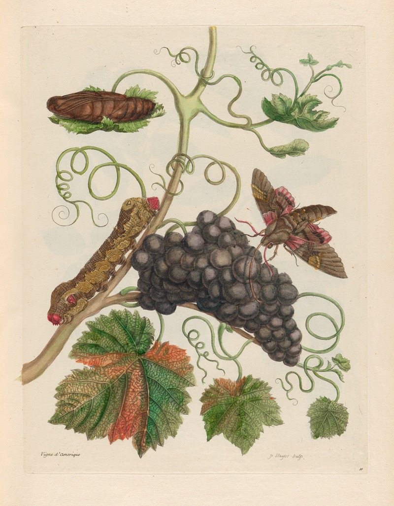 Maria Sibylla Merian - Vigne d’Amerique