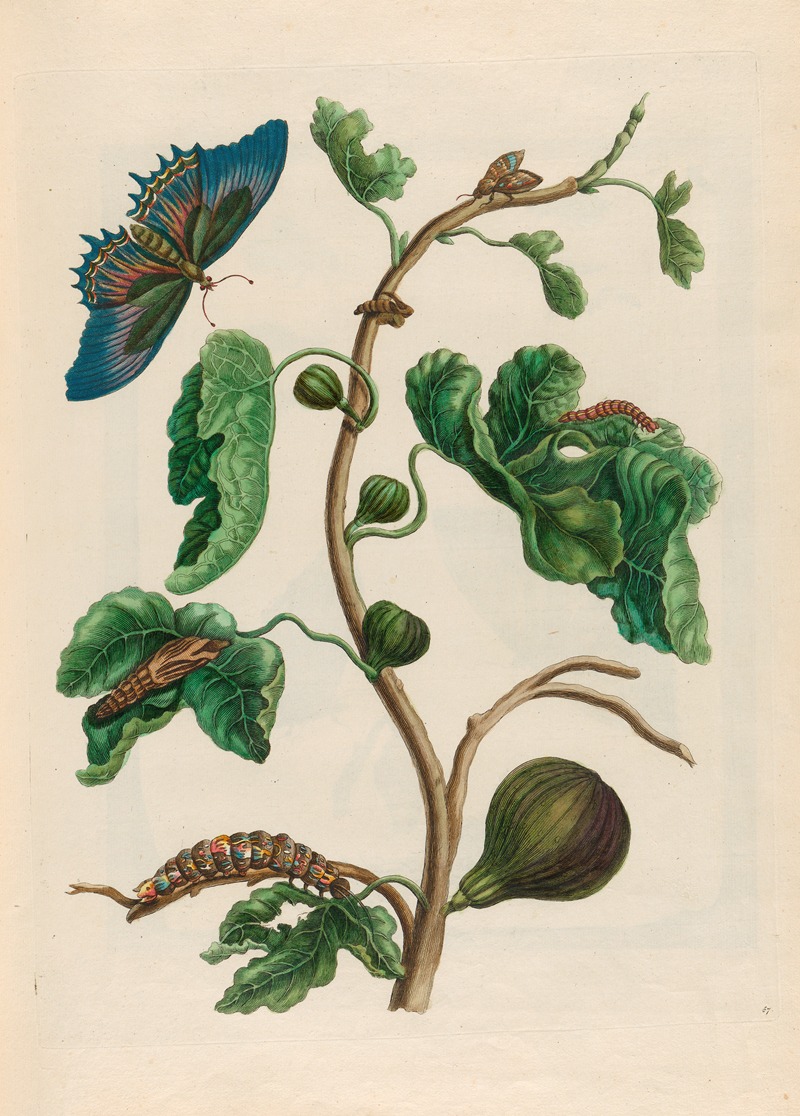 Maria Sibylla Merian - White Guava