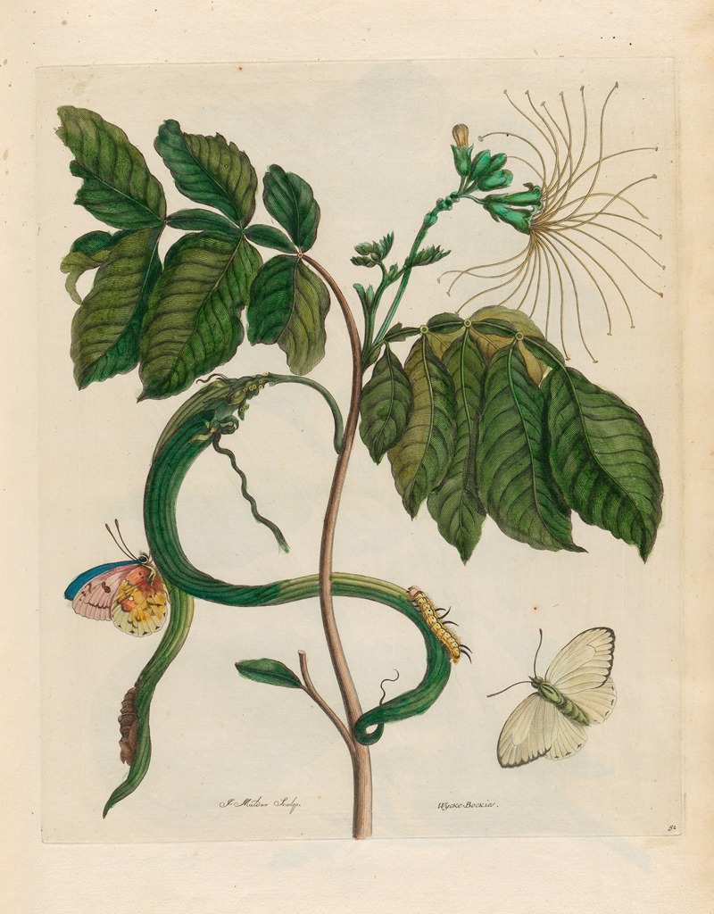 Maria Sibylla Merian - Wycke-Bockies