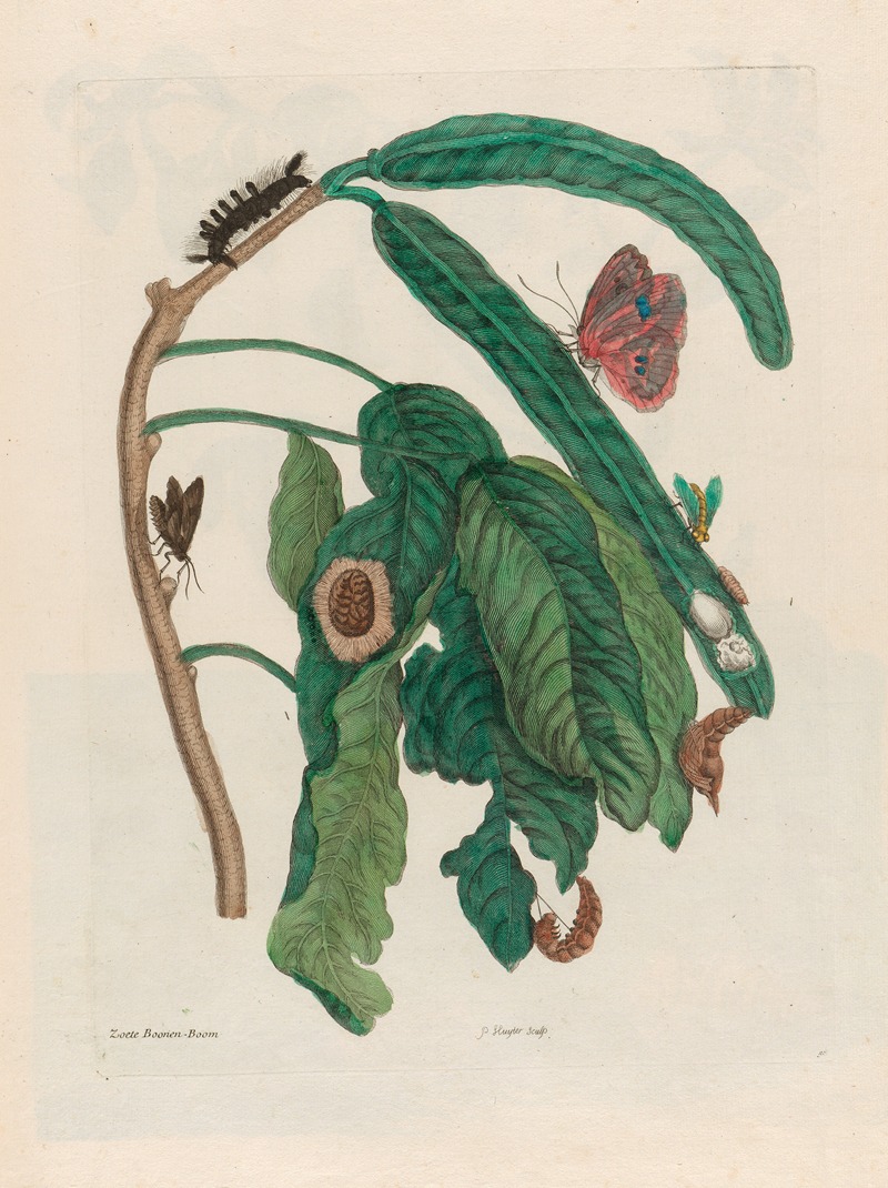 Maria Sibylla Merian - Zoete Boonen-Boom