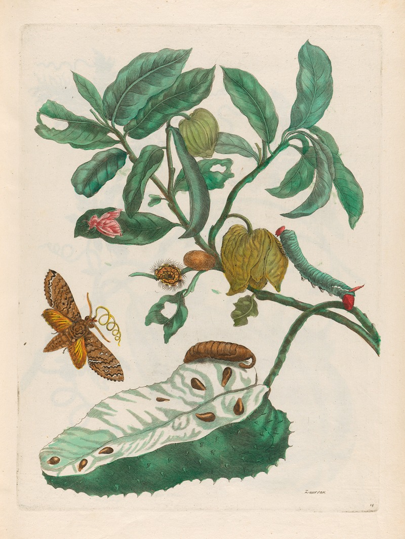 Maria Sibylla Merian - Zuursak