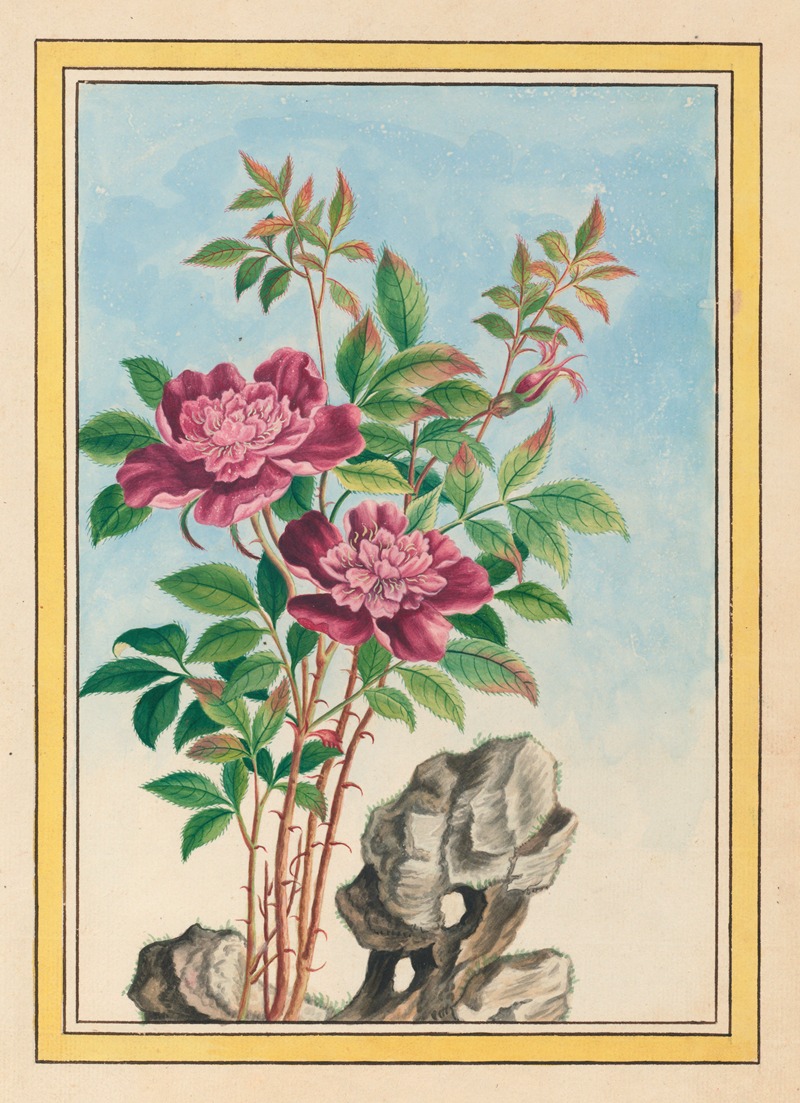 Pierre Joseph Buchoz - Plantes de Chine Pl.001