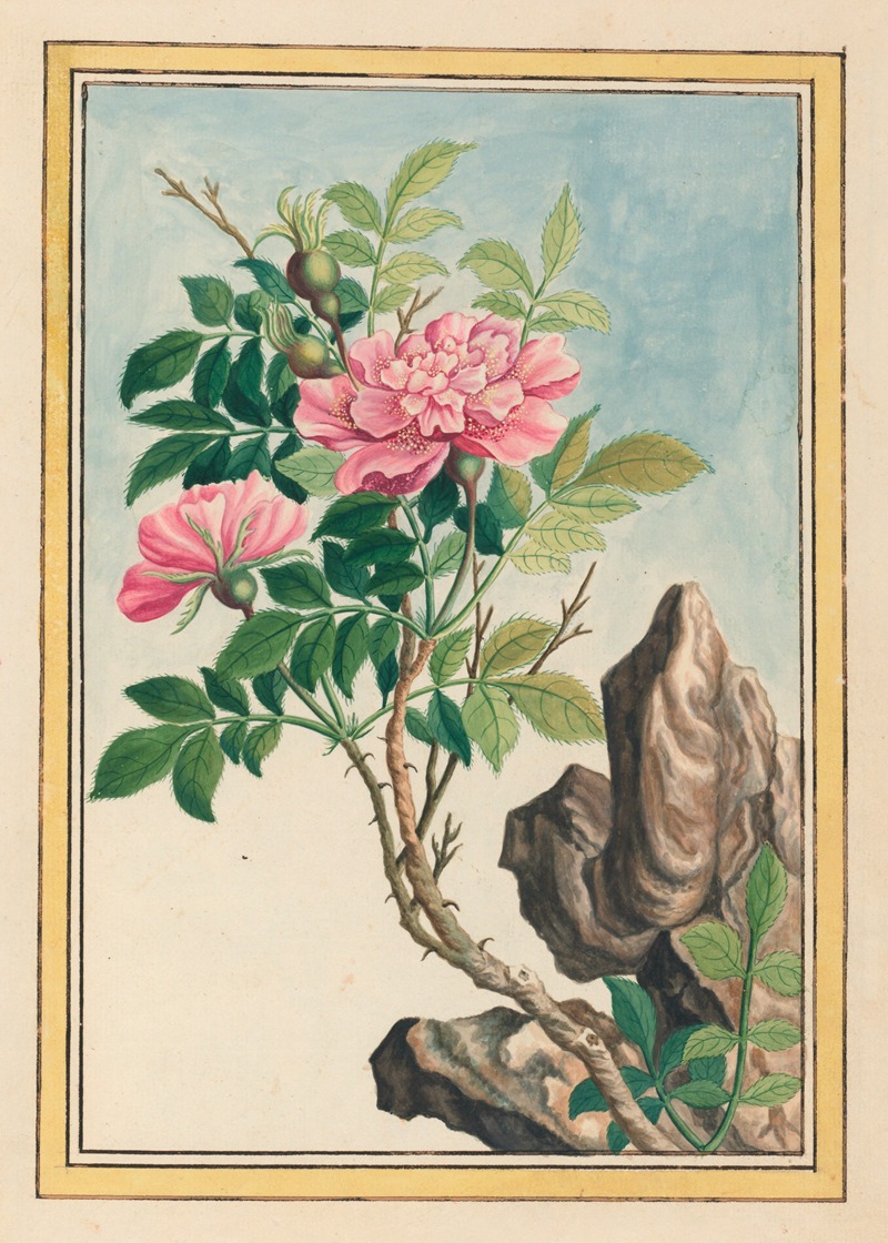 Pierre Joseph Buchoz - Plantes de Chine Pl.002