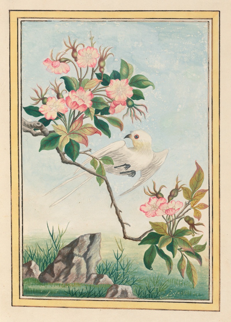 Pierre Joseph Buchoz - Plantes de Chine Pl.007