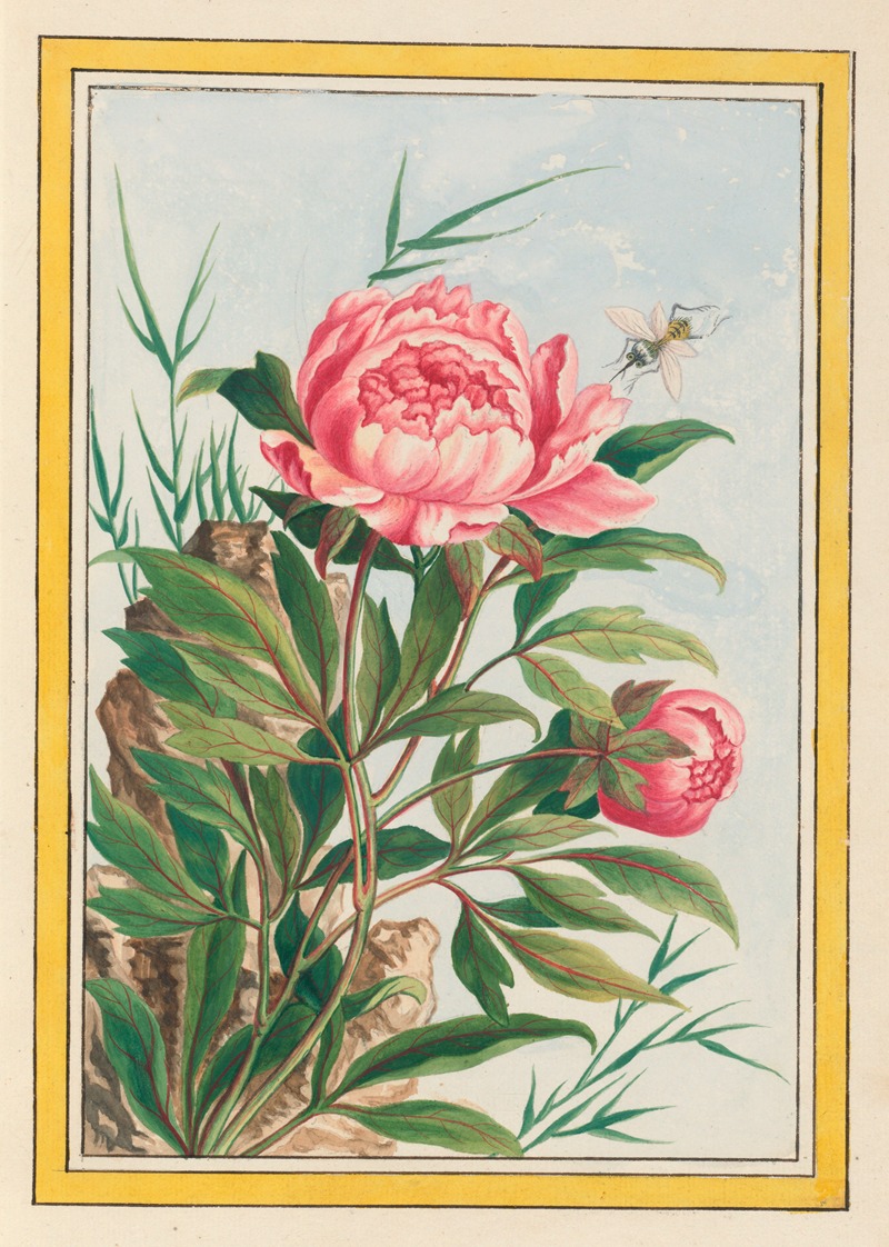 Pierre Joseph Buchoz - Plantes de Chine Pl.009