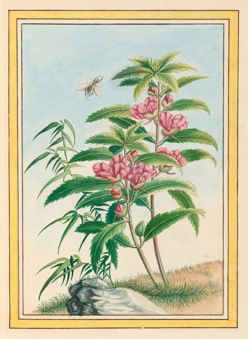 Pierre Joseph Buchoz - Plantes de Chine Pl.020