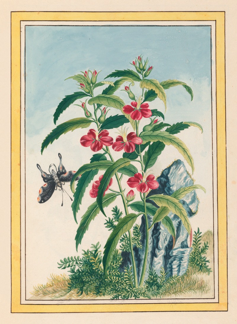 Pierre Joseph Buchoz - Plantes de Chine Pl.021