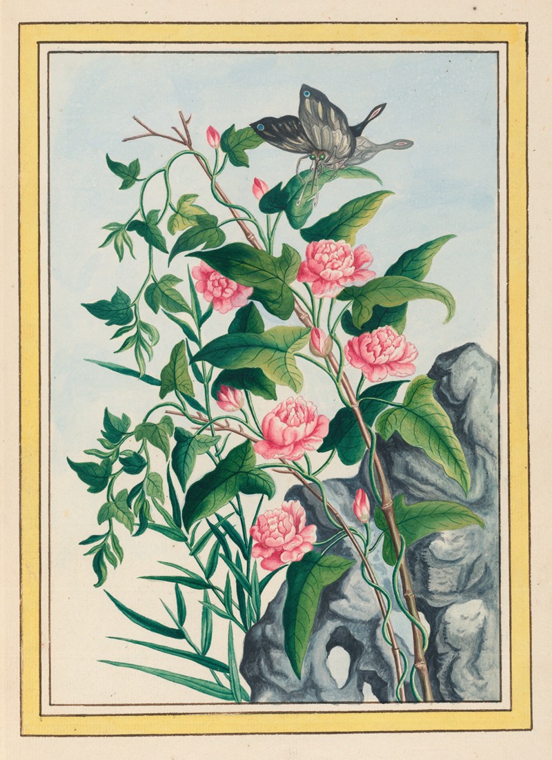 Pierre Joseph Buchoz - Plantes de Chine Pl.022