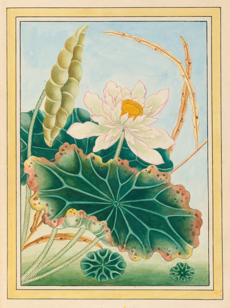 Pierre Joseph Buchoz - Plantes de Chine Pl.028