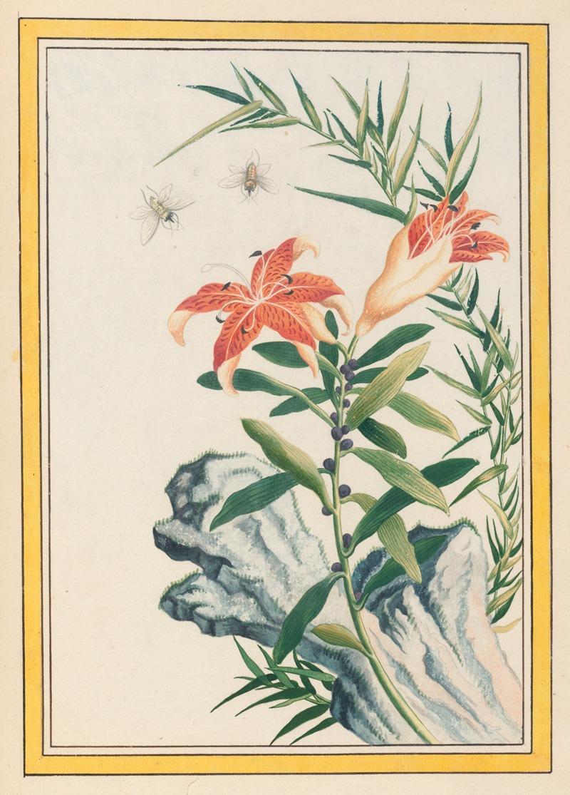 Pierre Joseph Buchoz - Plantes de Chine Pl.033