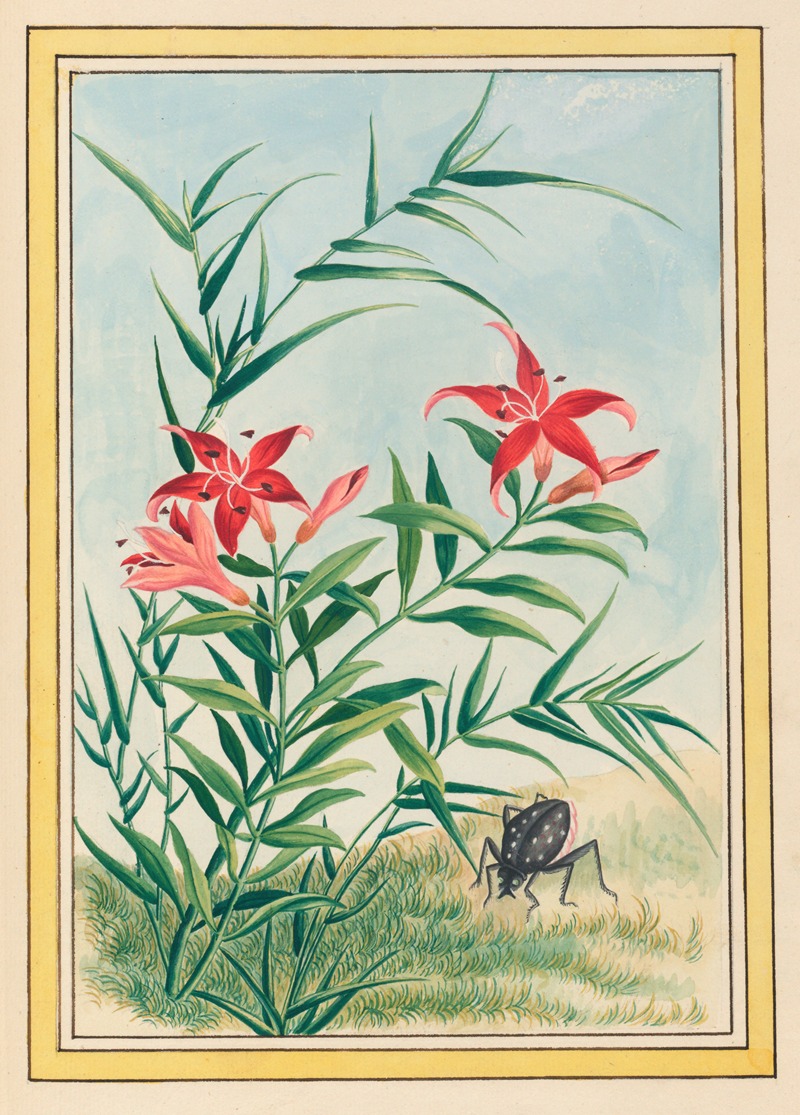 Pierre Joseph Buchoz - Plantes de Chine Pl.035