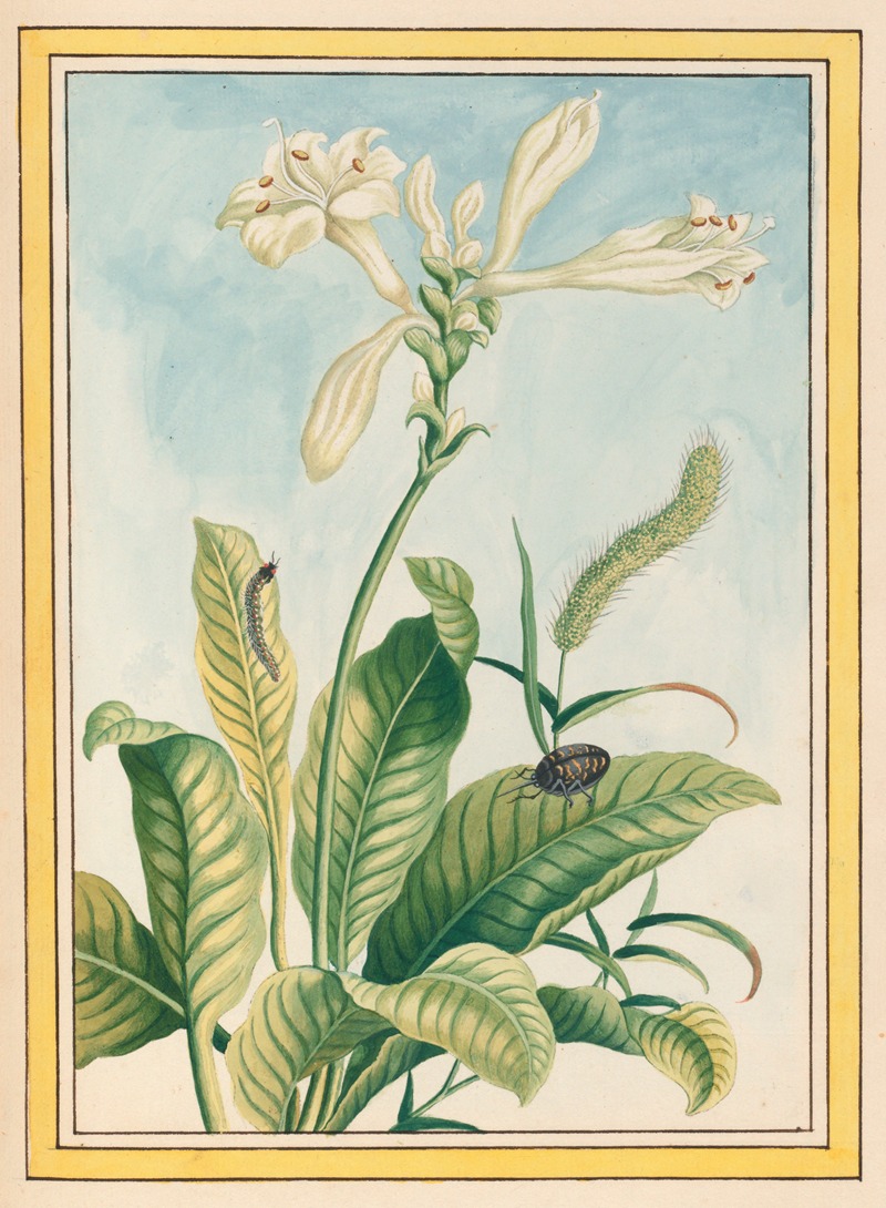 Pierre Joseph Buchoz - Plantes de Chine Pl.037