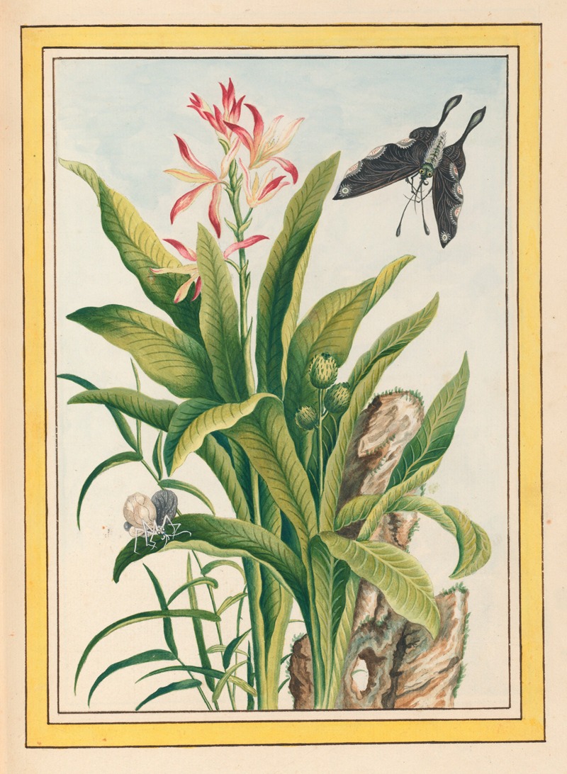 Pierre Joseph Buchoz - Plantes de Chine Pl.041