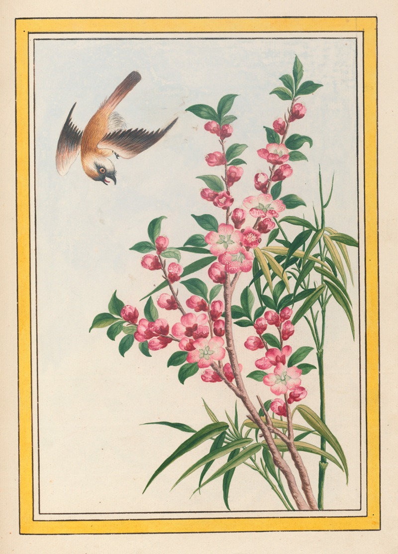 Pierre Joseph Buchoz - Plantes de Chine Pl.049