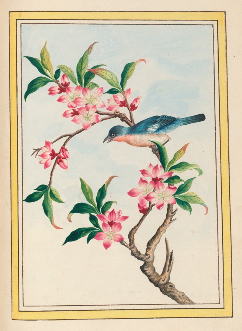 Pierre Joseph Buchoz - Plantes de Chine Pl.053