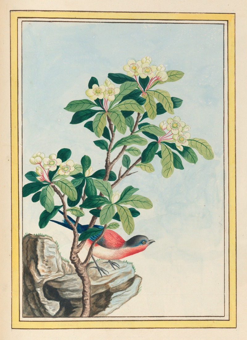 Pierre Joseph Buchoz - Plantes de Chine Pl.060