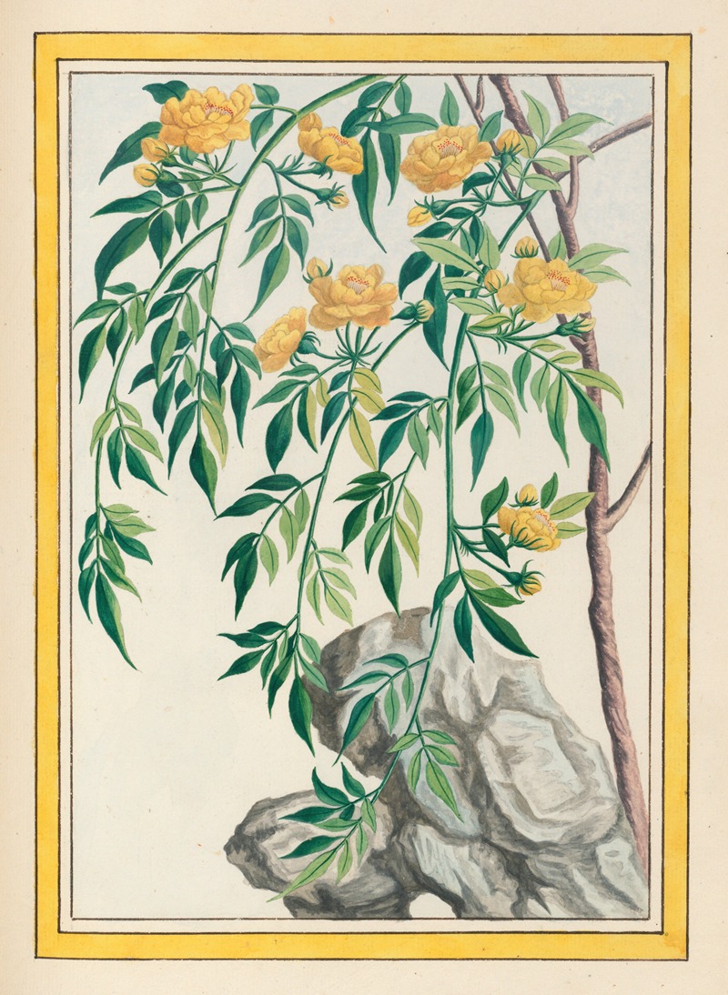 Pierre Joseph Buchoz - Plantes de Chine Pl.061