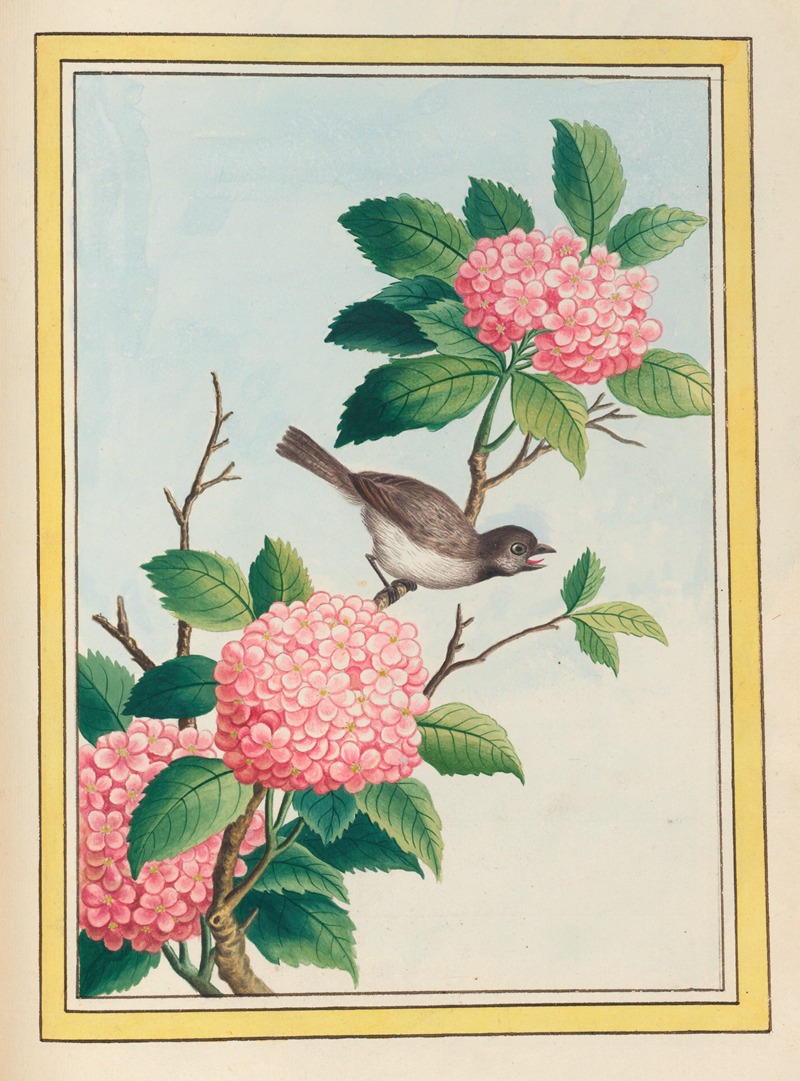 Pierre Joseph Buchoz - Plantes de Chine Pl.070