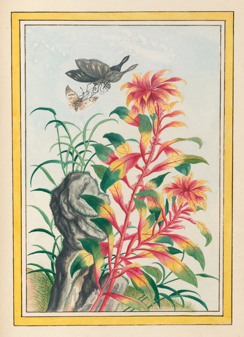 Pierre Joseph Buchoz - Plantes de Chine Pl.076