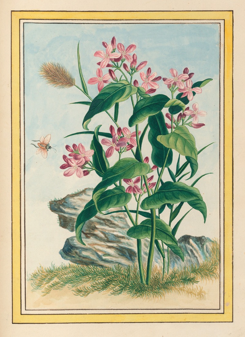 Pierre Joseph Buchoz - Plantes de Chine Pl.079