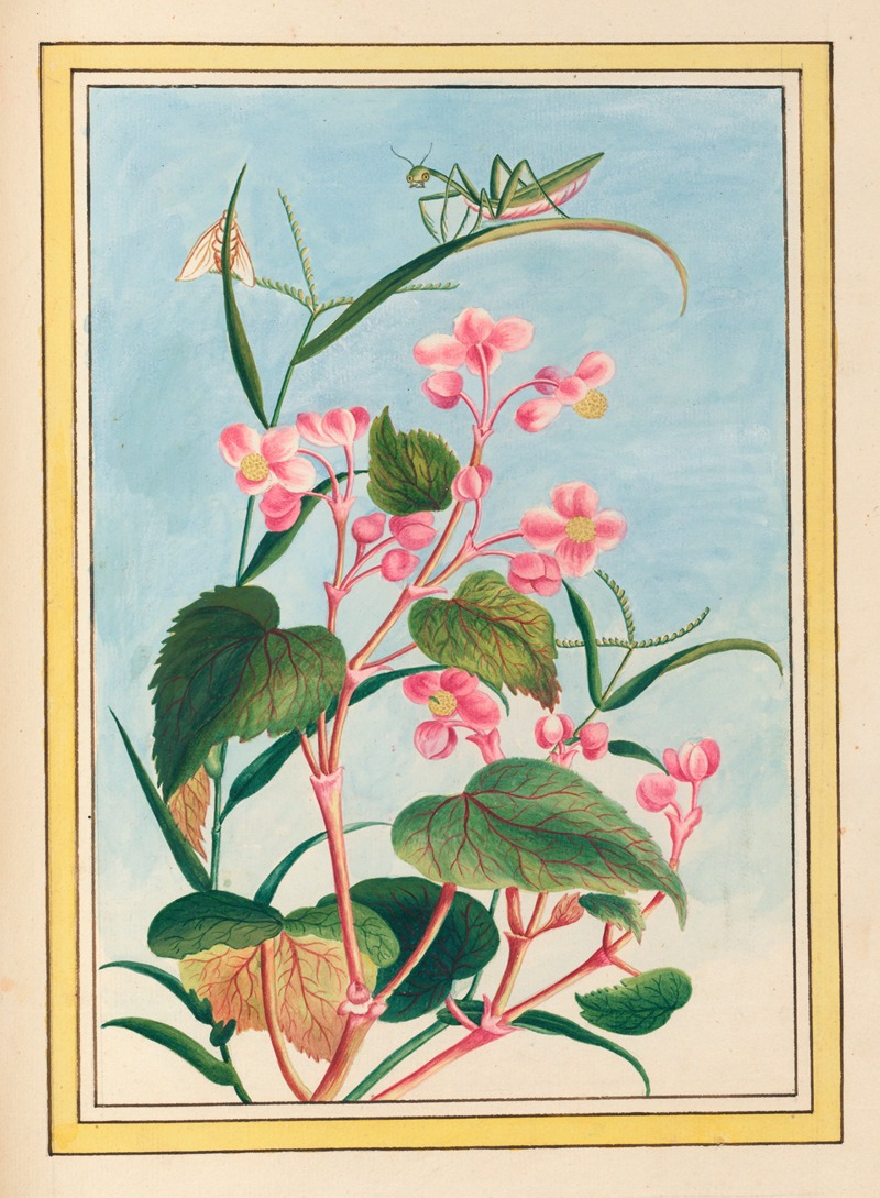 Pierre Joseph Buchoz - Plantes de Chine Pl.080