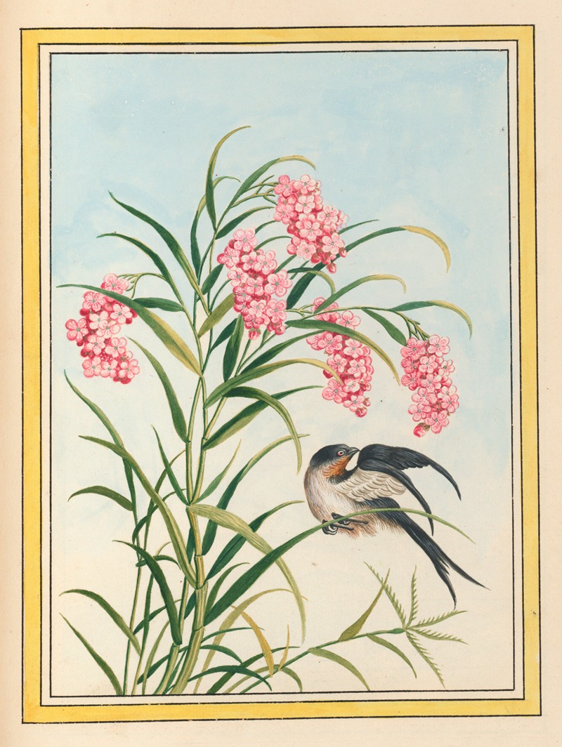 Pierre Joseph Buchoz - Plantes de Chine Pl.081