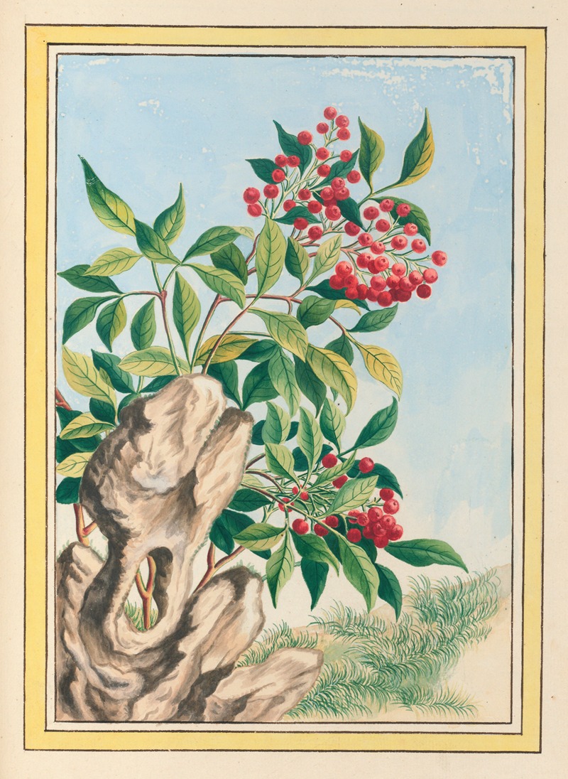 Pierre Joseph Buchoz - Plantes de Chine Pl.089