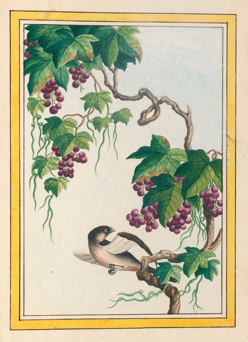 Pierre Joseph Buchoz - Plantes de Chine Pl.091