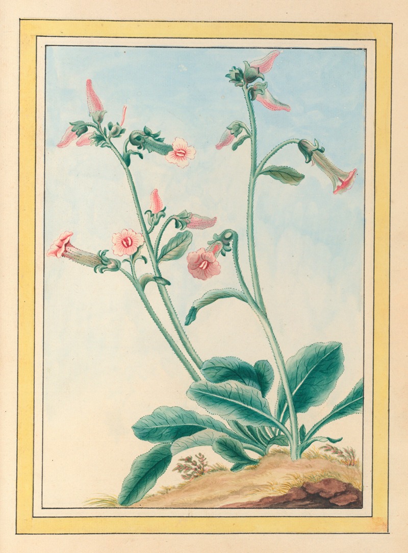 Pierre Joseph Buchoz - Plantes de Chine Pl.100