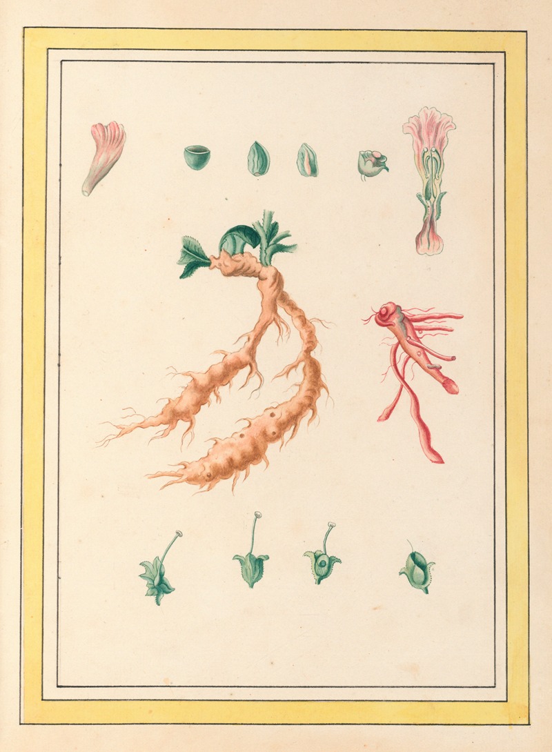 Pierre Joseph Buchoz - Plantes de Chine Pl.101