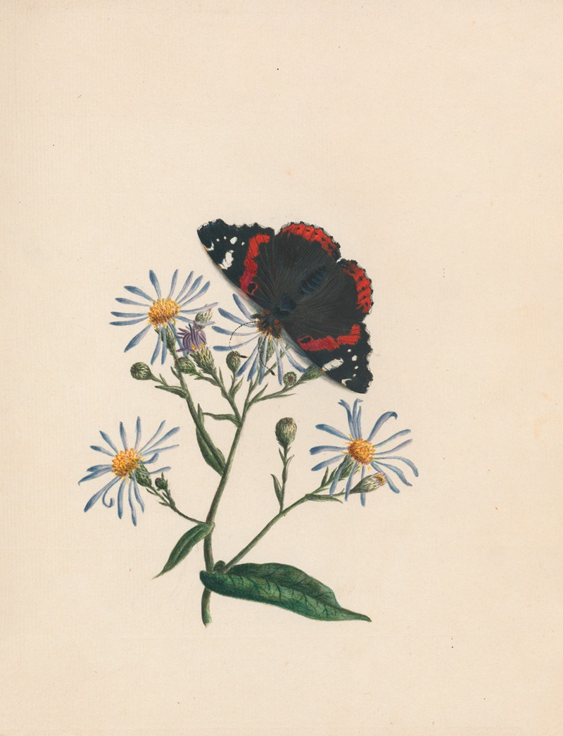 R. B. F. - Admiral butterfly, & aster – or michs. [michaelmas] daisy